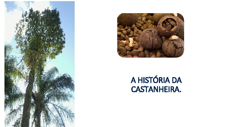 A HISTÓRIA DA CASTANHEIRA. 