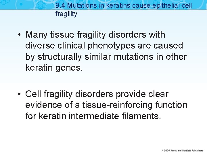 9. 4 Mutations in keratins cause epithelial cell fragility • Many tissue fragility disorders