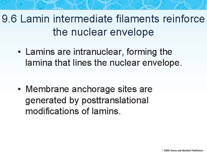 9. 6 Lamin intermediate filaments reinforce the nuclear envelope • Lamins are intranuclear, forming