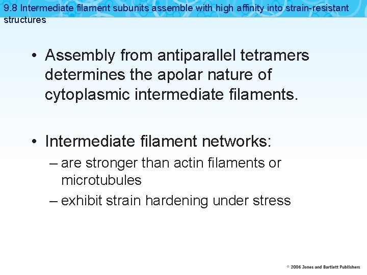 9. 8 Intermediate filament subunits assemble with high affinity into strain-resistant structures • Assembly