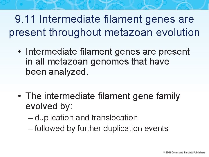 9. 11 Intermediate filament genes are present throughout metazoan evolution • Intermediate filament genes