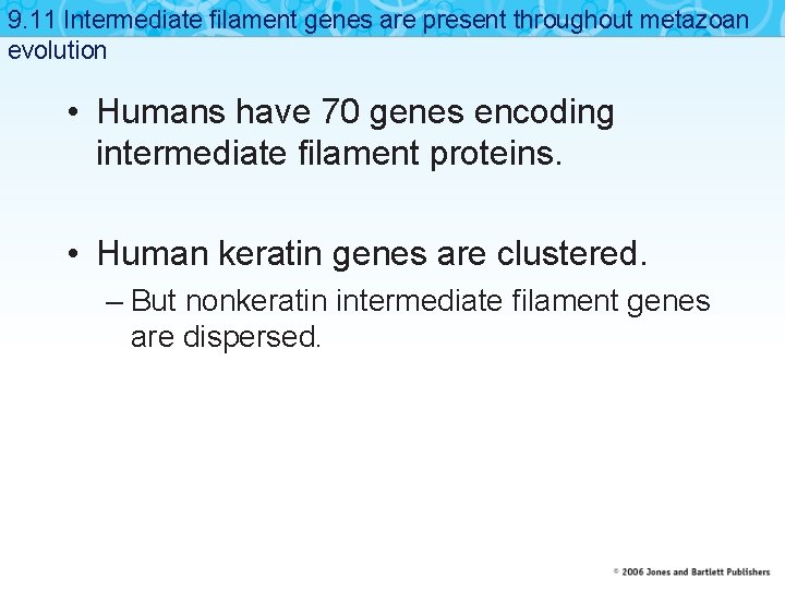 9. 11 Intermediate filament genes are present throughout metazoan evolution • Humans have 70