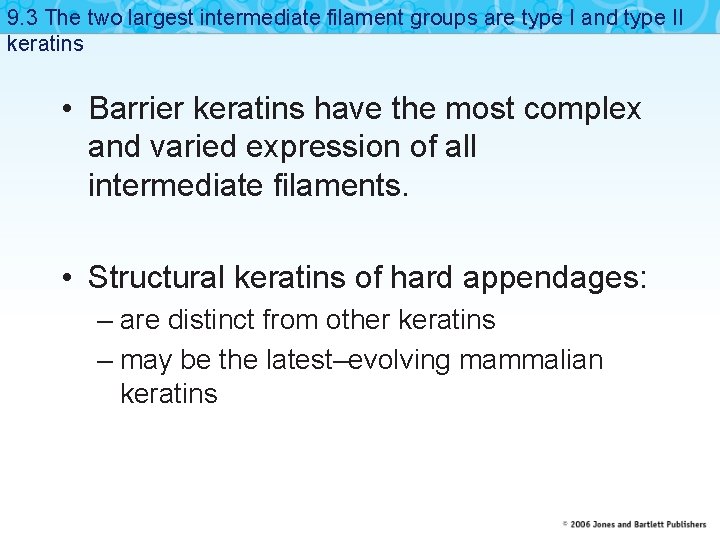 9. 3 The two largest intermediate filament groups are type I and type II