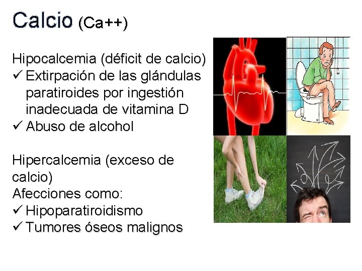 Calcio (Ca++) Hipocalcemia (déficit de calcio) ü Extirpación de las glándulas paratiroides por ingestión