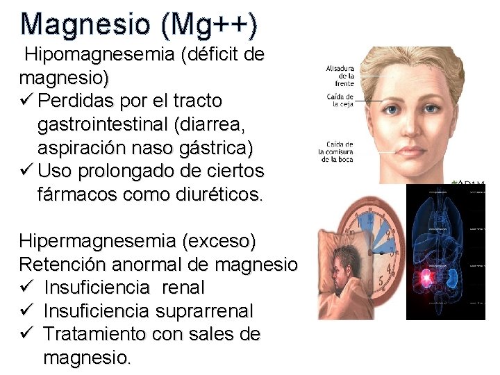 Magnesio (Mg++) Hipomagnesemia (déficit de magnesio) ü Perdidas por el tracto gastrointestinal (diarrea, aspiración