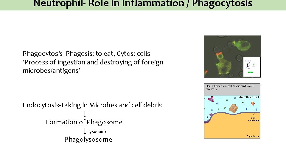 Neutrophil- Role in Inflammation / Phagocytosis- Phagesis: to eat, Cytos: cells ‘Process of ingestion