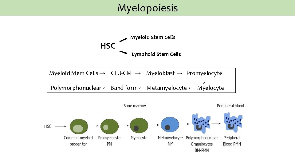 Myelopoiesis HSC Myeloid Stem Cells Lymphoid Stem Cells Myeloid Stem Cells → CFU-GM →