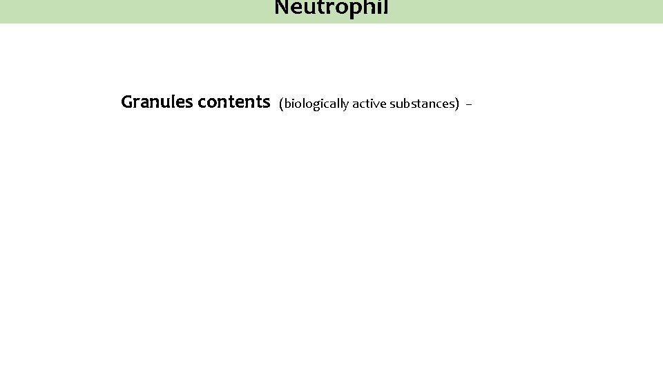Neutrophil Granules contents (biologically active substances) – 