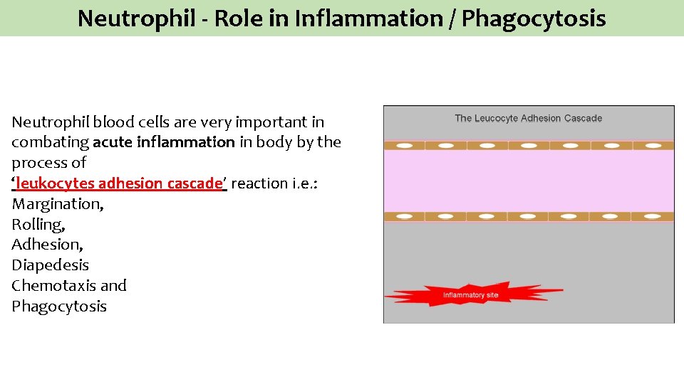 Neutrophil - Role in Inflammation / Phagocytosis Neutrophil blood cells are very important in