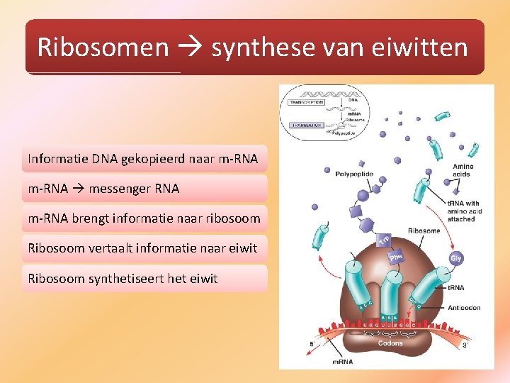 Ribosomen synthese van eiwitten Informatie DNA gekopieerd naar m-RNA messenger RNA m-RNA brengt informatie