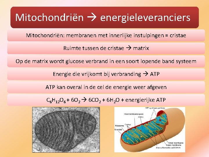 Mitochondriën energieleveranciers Mitochondriën: membranen met innerlijke instulpingen = cristae Ruimte tussen de cristae matrix