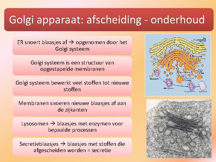 Golgi apparaat: afscheiding - onderhoud ER snoert blaasjes af opgenomen door het Golgi systeem