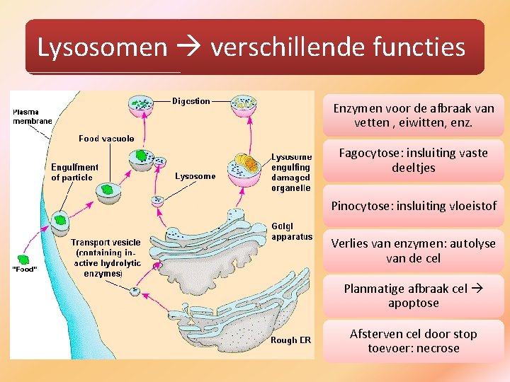 Lysosomen verschillende functies Enzymen voor de afbraak van vetten , eiwitten, enz. Fagocytose: insluiting