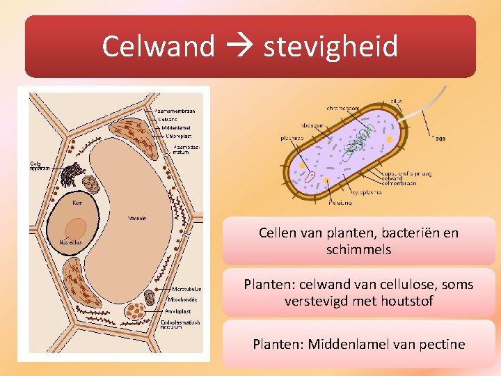 Celwand stevigheid Cellen van planten, bacteriën en schimmels Planten: celwand van cellulose, soms verstevigd
