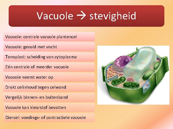 Vacuole stevigheid Vacuole: centrale vacuole plantencel Vacuole: gevuld met vocht Tonoplast: scheiding van cytoplasma