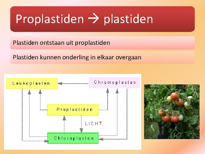 Proplastiden Plastiden ontstaan uit proplastiden Plastiden kunnen onderling in elkaar overgaan 