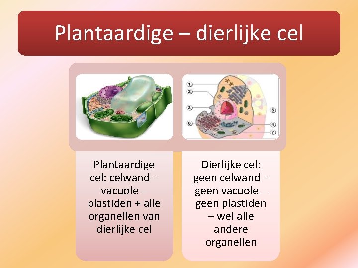 Plantaardige – dierlijke cel Plantaardige cel: celwand – vacuole – plastiden + alle organellen