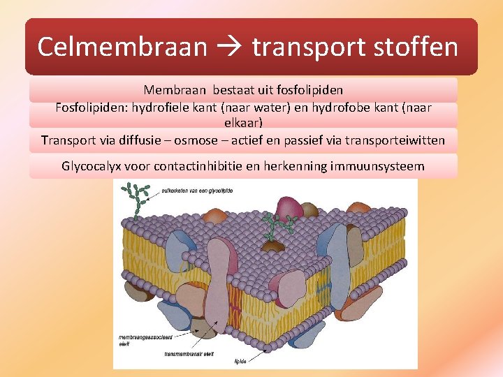Celmembraan transport stoffen Membraan bestaat uit fosfolipiden Fosfolipiden: hydrofiele kant (naar water) en hydrofobe