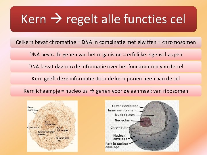 Kern regelt alle functies cel Celkern bevat chromatine = DNA in combinatie met eiwitten
