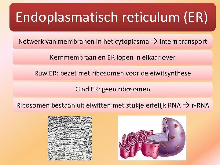 Endoplasmatisch reticulum (ER) Netwerk van membranen in het cytoplasma intern transport Kernmembraan en ER