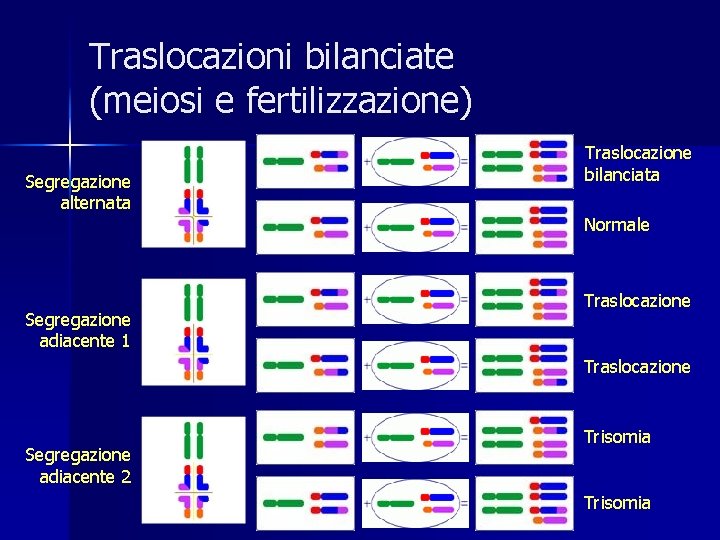 Traslocazioni bilanciate (meiosi e fertilizzazione) Segregazione alternata Traslocazione bilanciata Normale Segregazione adiacente 1 Traslocazione