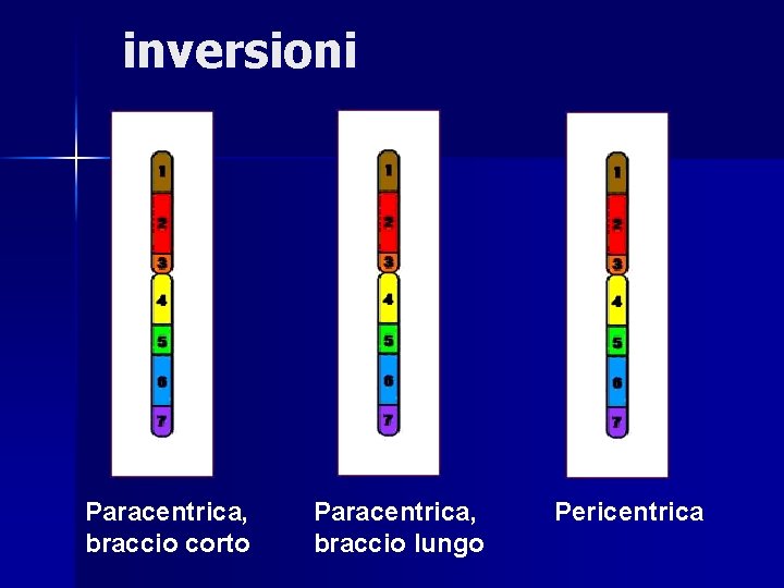 inversioni Paracentrica, braccio corto Paracentrica, braccio lungo Pericentrica 