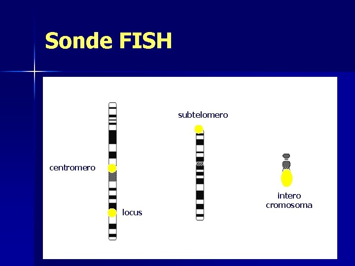 Sonde FISH subtelomero centromero locus intero cromosoma 