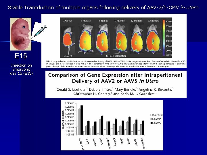 Stable Transduction of multiple organs following delivery of AAV-2/5 -CMV in utero E 15