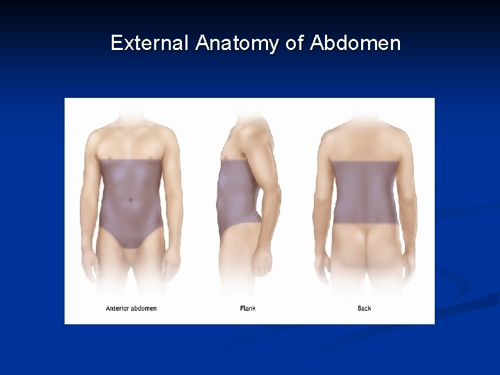 External Anatomy of Abdomen 