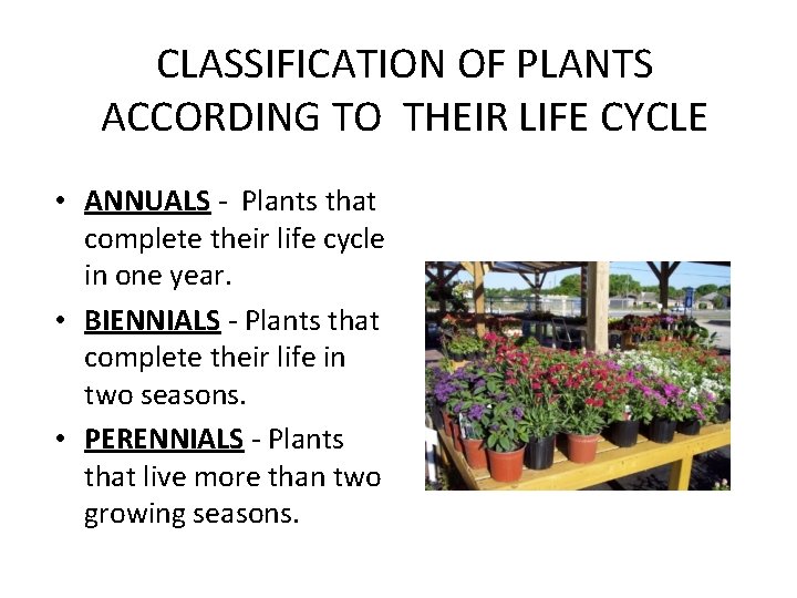 CLASSIFICATION OF PLANTS ACCORDING TO THEIR LIFE CYCLE • ANNUALS - Plants that complete