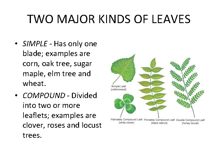 TWO MAJOR KINDS OF LEAVES • SIMPLE - Has only one blade; examples are