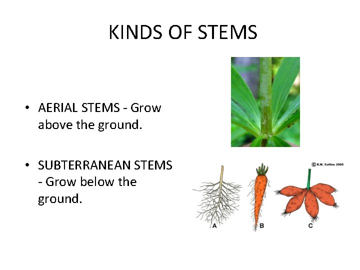 KINDS OF STEMS • AERIAL STEMS - Grow above the ground. • SUBTERRANEAN STEMS