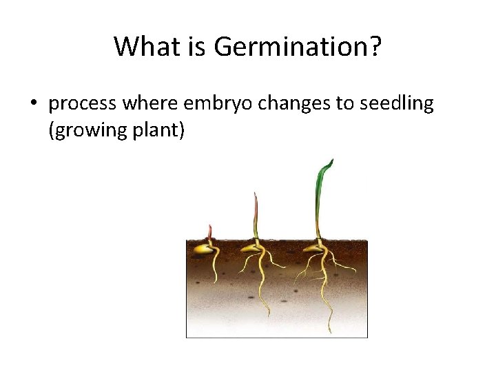 What is Germination? • process where embryo changes to seedling (growing plant) 