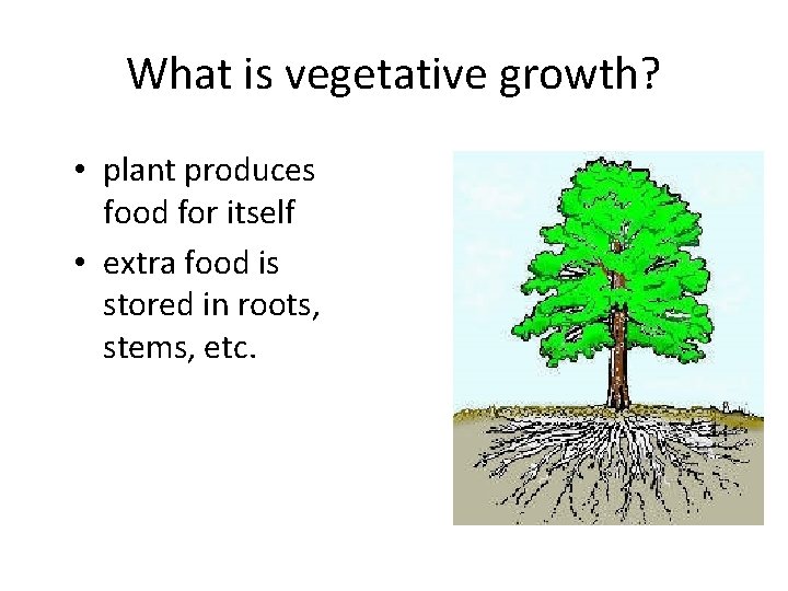 What is vegetative growth? • plant produces food for itself • extra food is