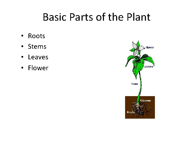 Basic Parts of the Plant • • Roots Stems Leaves Flower 