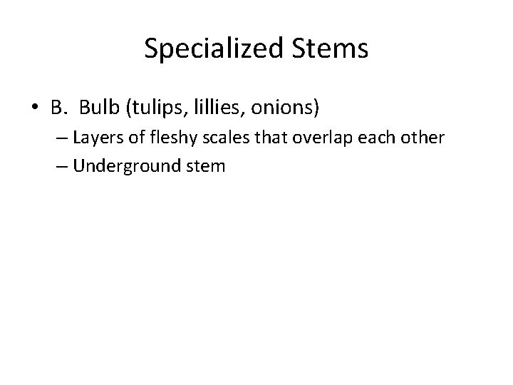 Specialized Stems • B. Bulb (tulips, lillies, onions) – Layers of fleshy scales that