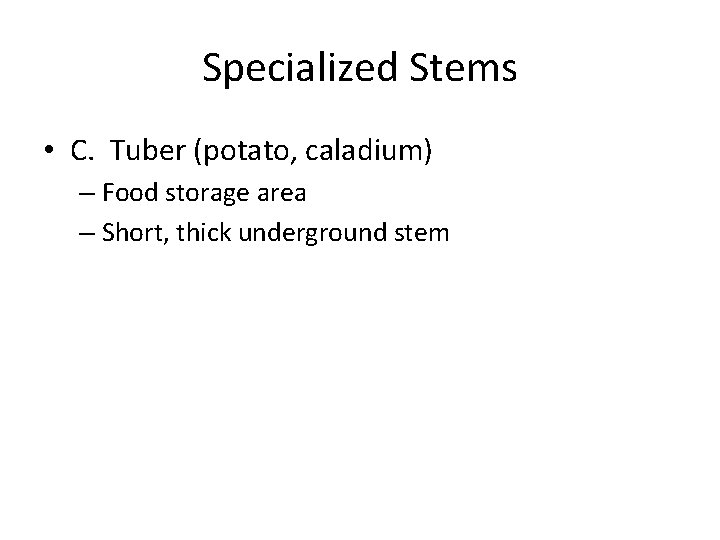 Specialized Stems • C. Tuber (potato, caladium) – Food storage area – Short, thick