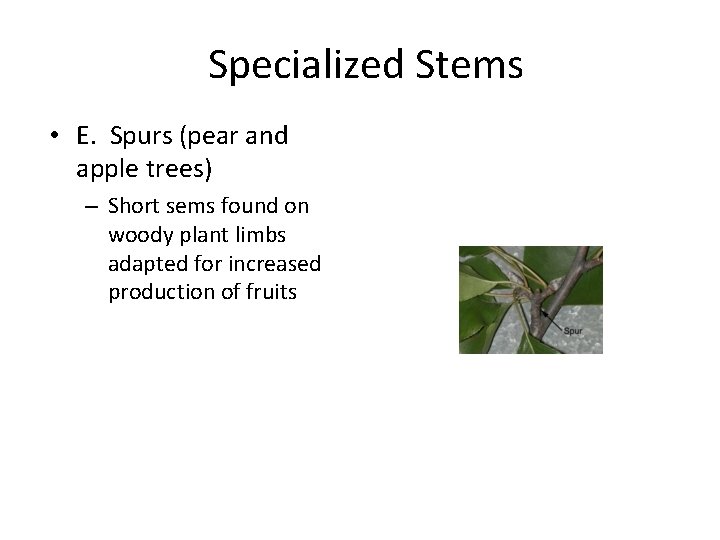 Specialized Stems • E. Spurs (pear and apple trees) – Short sems found on