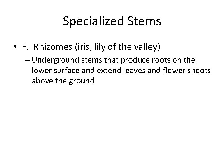 Specialized Stems • F. Rhizomes (iris, lily of the valley) – Underground stems that