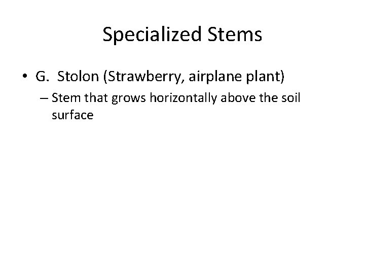 Specialized Stems • G. Stolon (Strawberry, airplane plant) – Stem that grows horizontally above