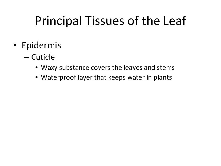 Principal Tissues of the Leaf • Epidermis – Cuticle • Waxy substance covers the