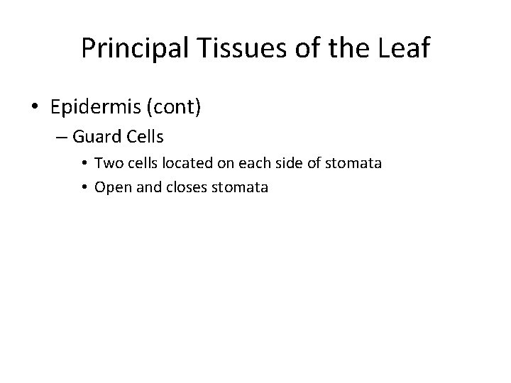 Principal Tissues of the Leaf • Epidermis (cont) – Guard Cells • Two cells