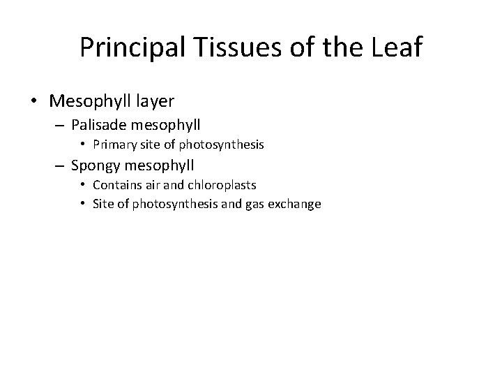 Principal Tissues of the Leaf • Mesophyll layer – Palisade mesophyll • Primary site