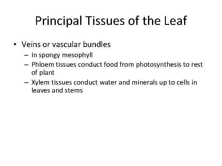 Principal Tissues of the Leaf • Veins or vascular bundles – In spongy mesophyll