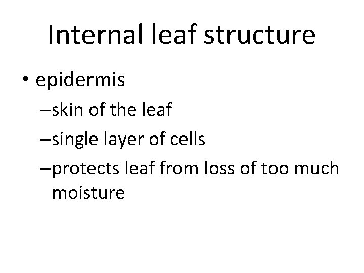Internal leaf structure • epidermis –skin of the leaf –single layer of cells –protects