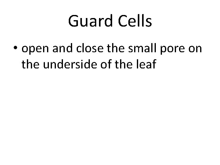 Guard Cells • open and close the small pore on the underside of the