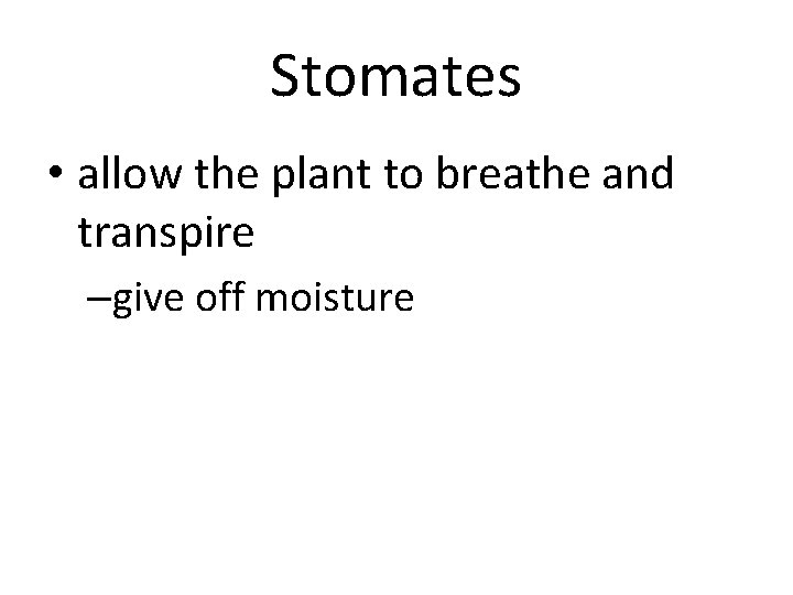 Stomates • allow the plant to breathe and transpire –give off moisture 