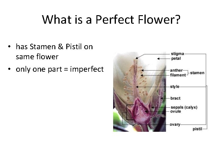 What is a Perfect Flower? • has Stamen & Pistil on same flower •