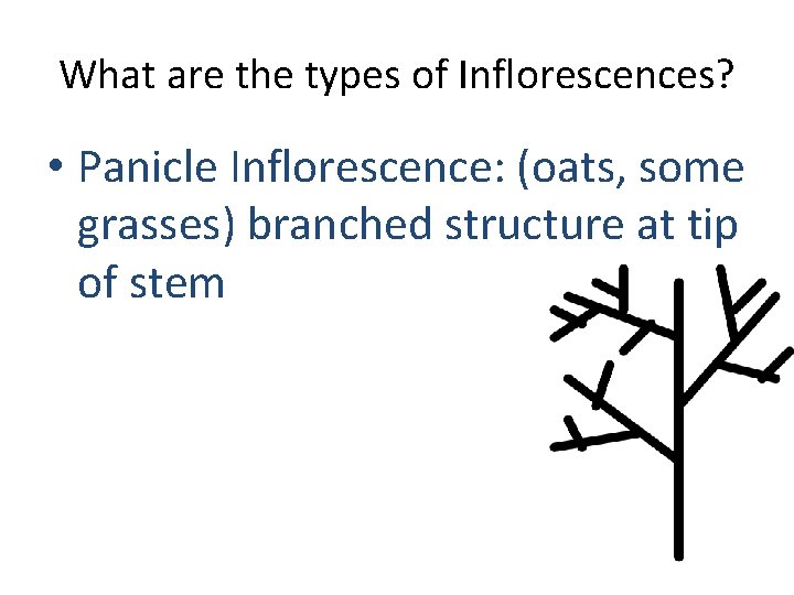 What are the types of Inflorescences? • Panicle Inflorescence: (oats, some grasses) branched structure