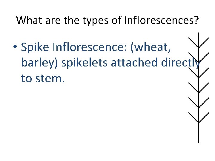 What are the types of Inflorescences? • Spike Inflorescence: (wheat, barley) spikelets attached directly